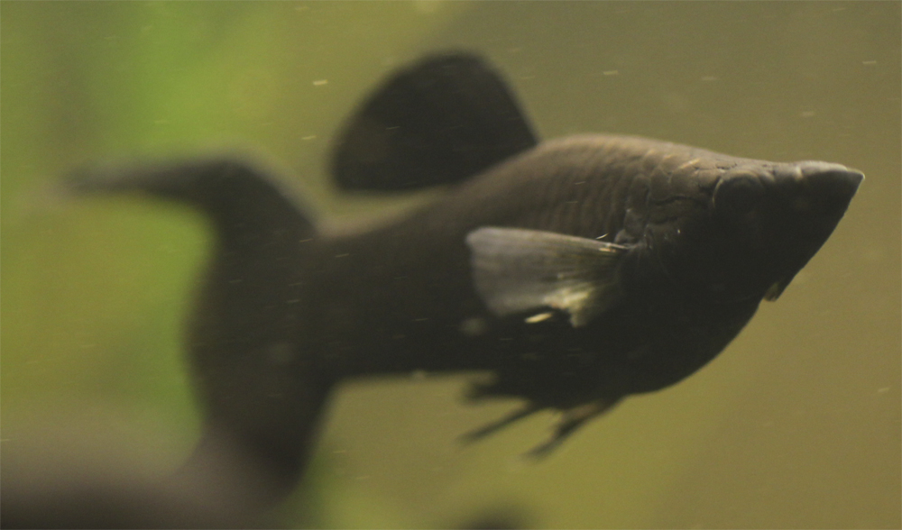 Картинка с форума