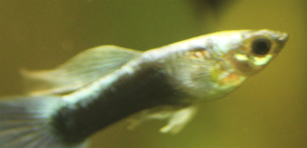 Картинка с форума