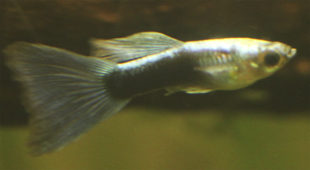 Картинка с форума