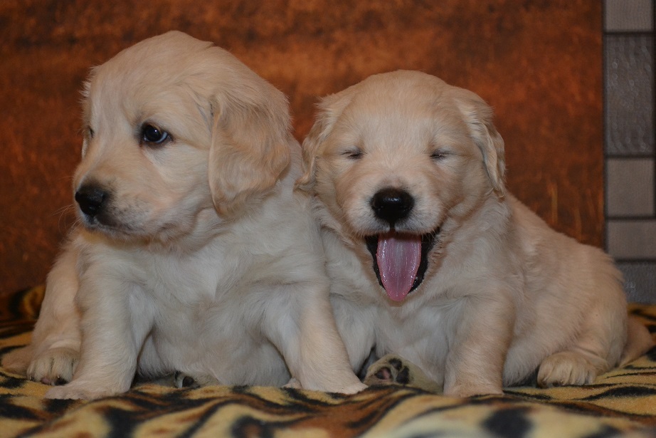 Golden retreiver white mature