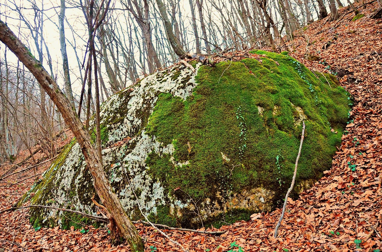 Чайная беседка
