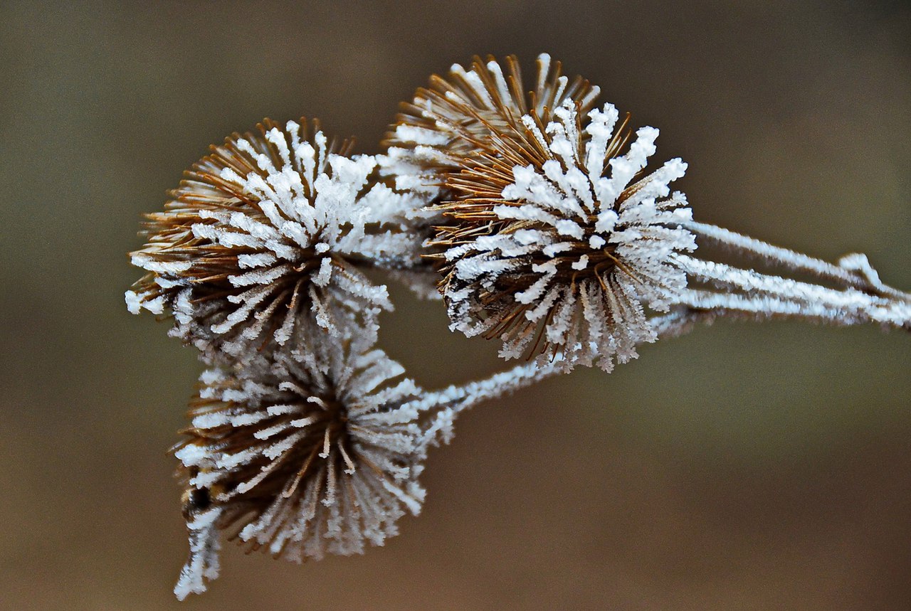 Чайная беседка