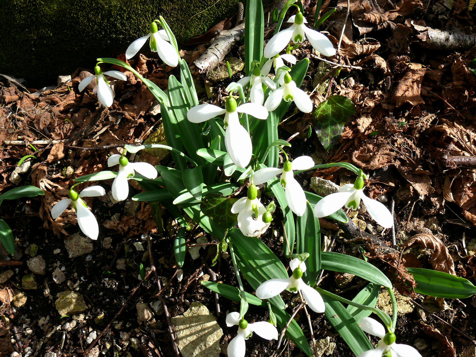 Чайная беседка