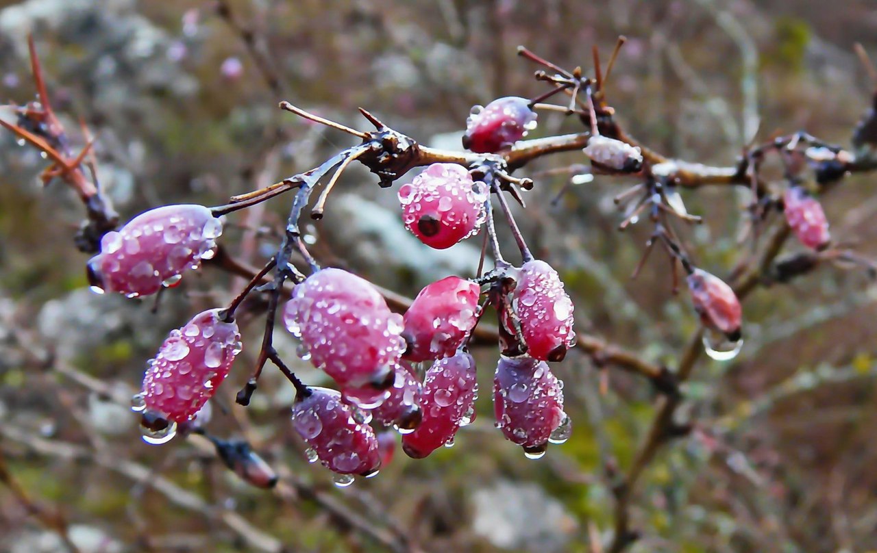 Чайная беседка