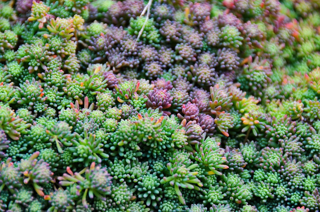 Чайная беседка