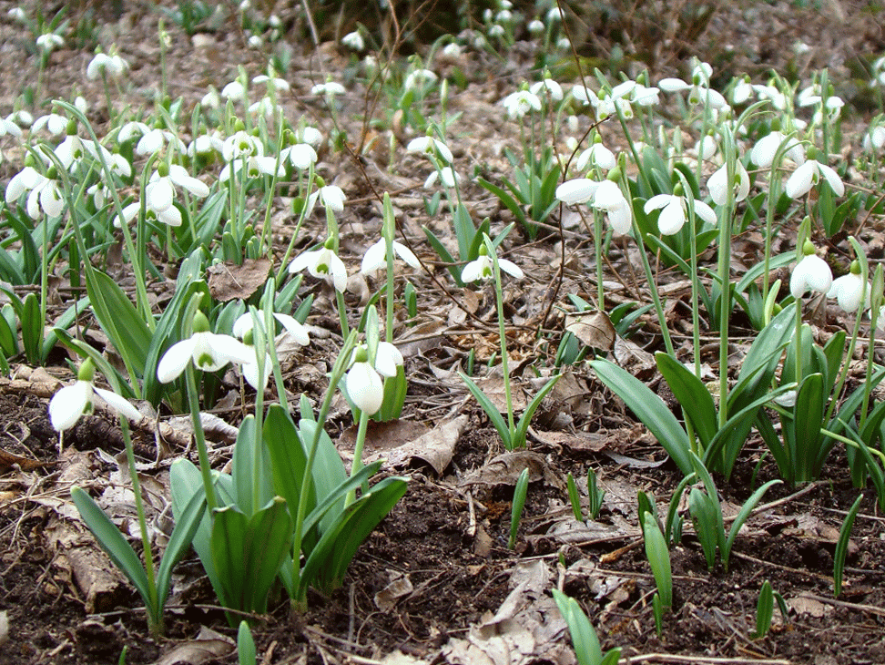 Чайная беседка