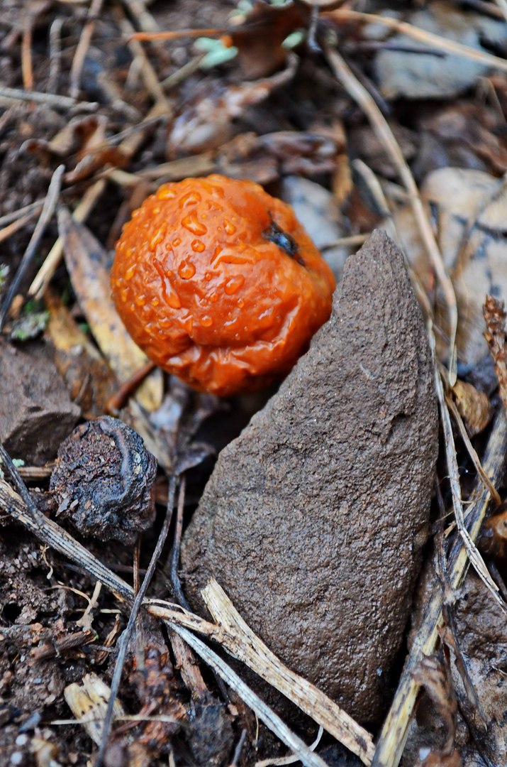 Чайная беседка