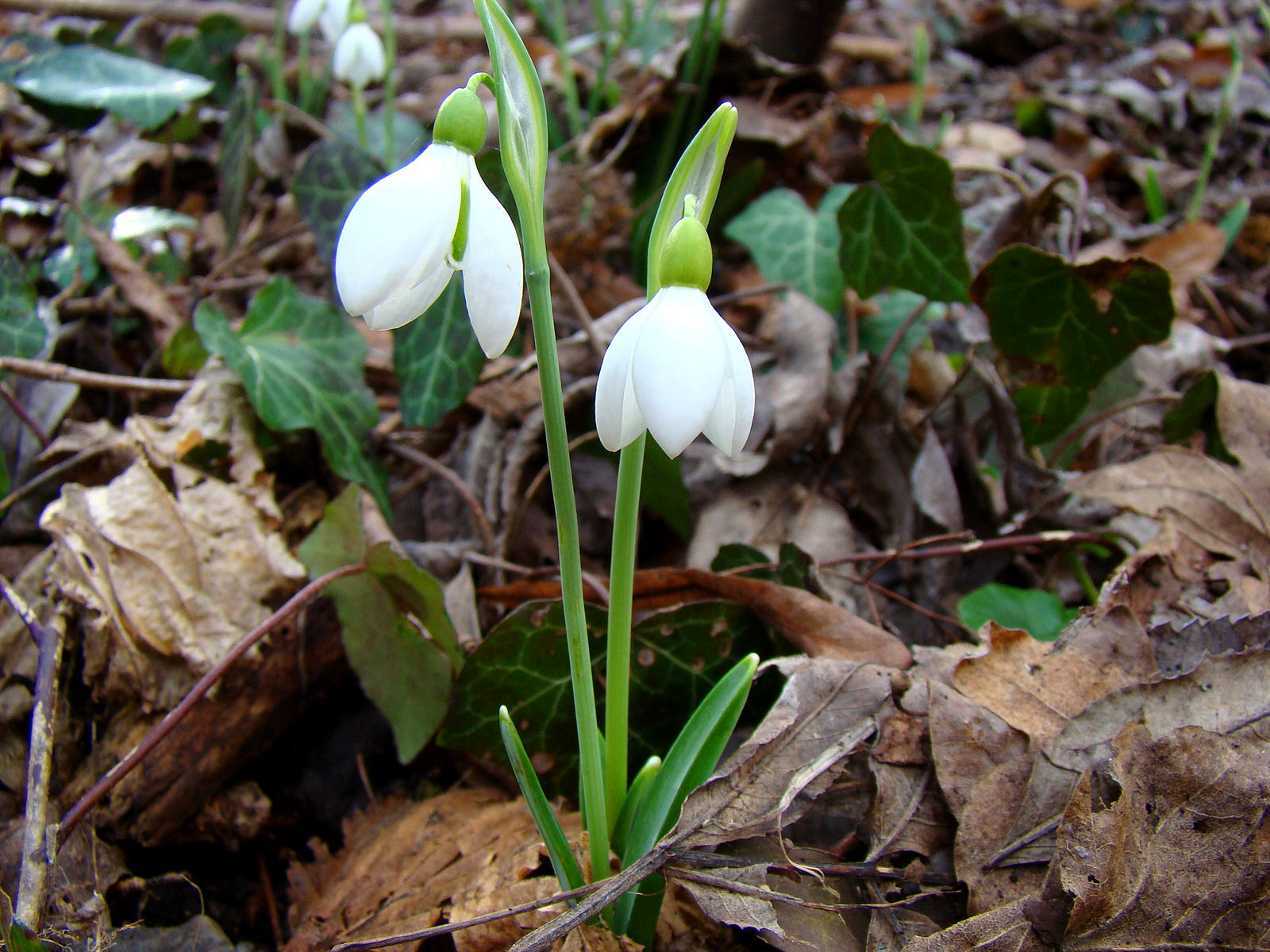 Чайная беседка