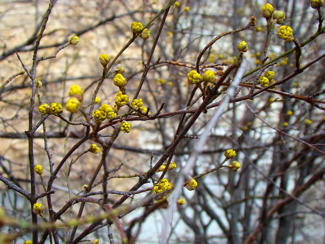 Чайная беседка