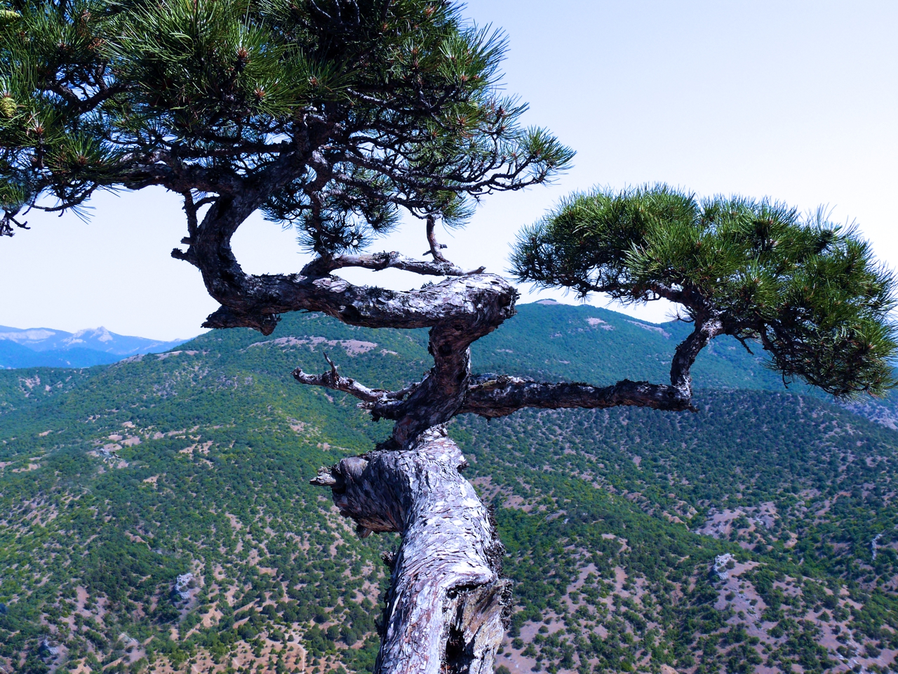 Чайная беседка