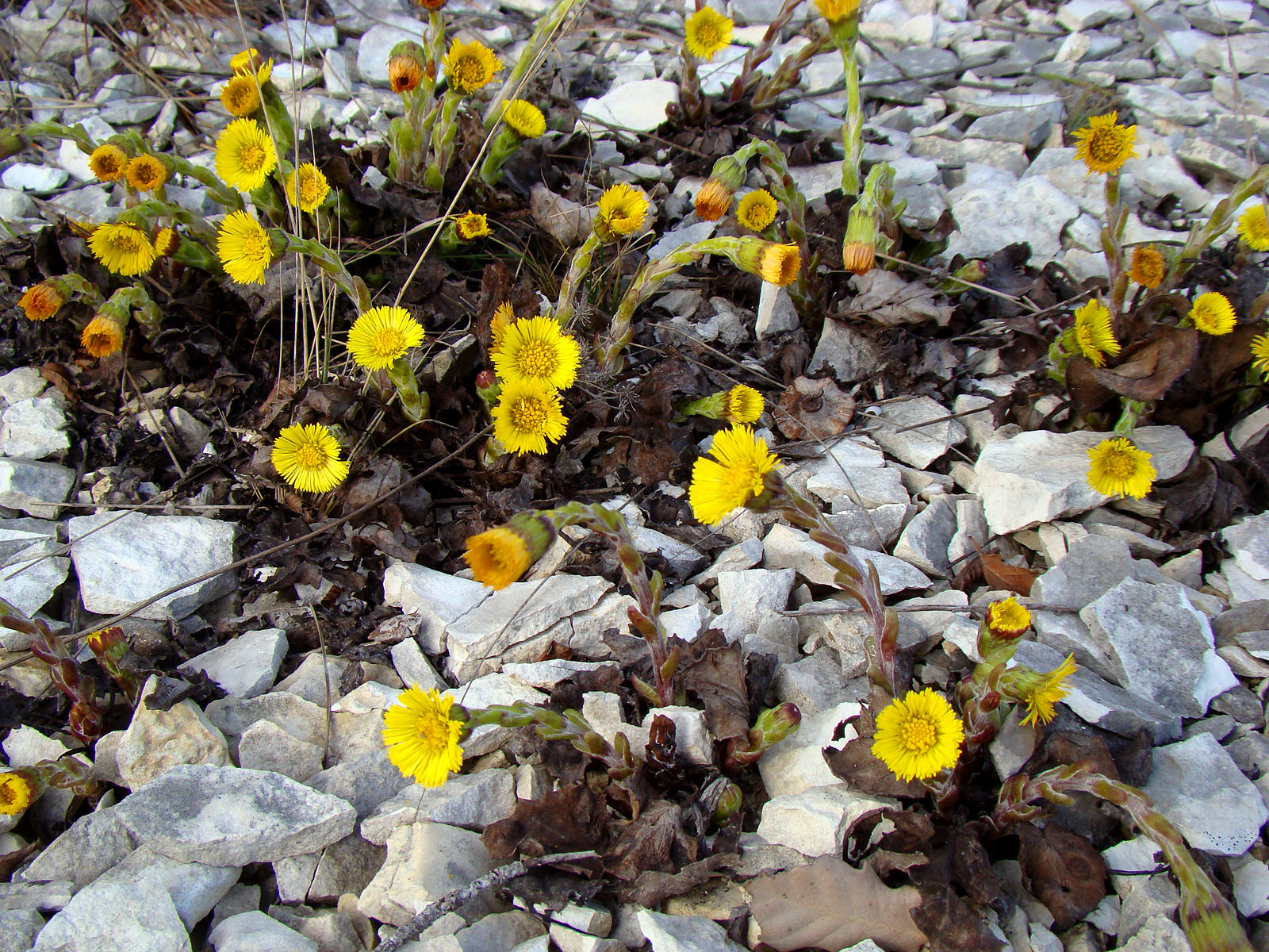 Чайная беседка