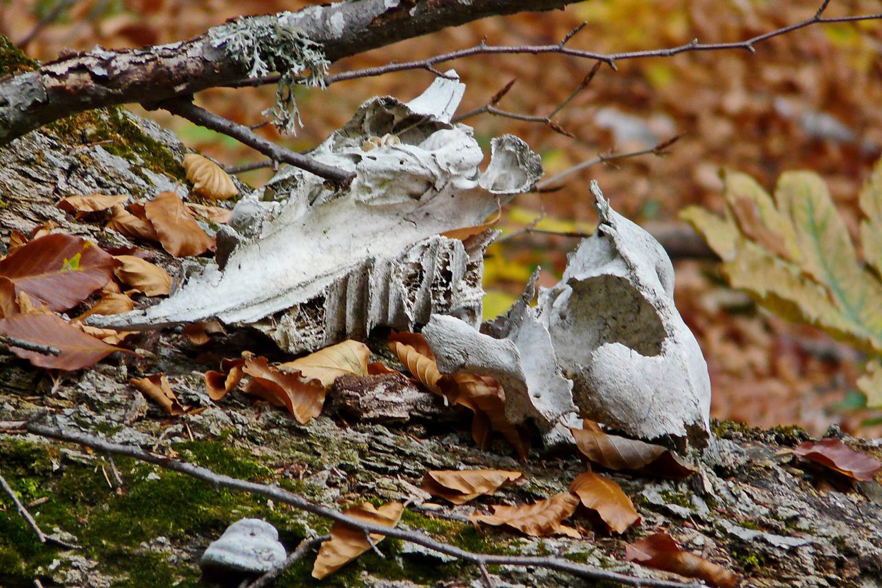 Чайная беседка