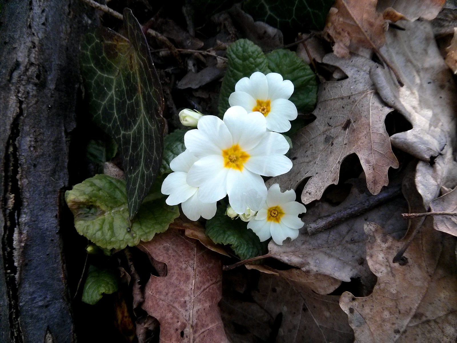 Чайная беседка