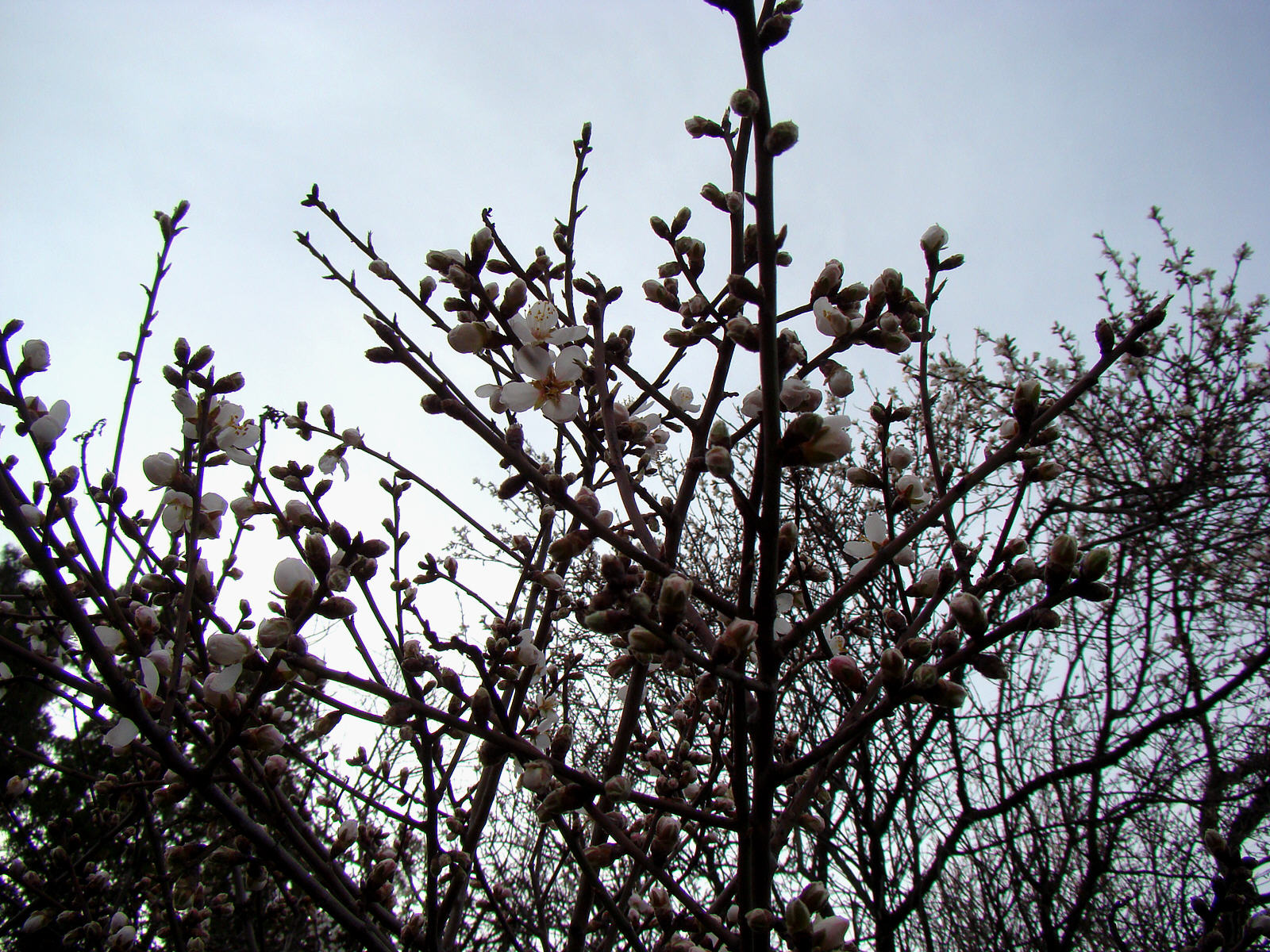 Чайная беседка