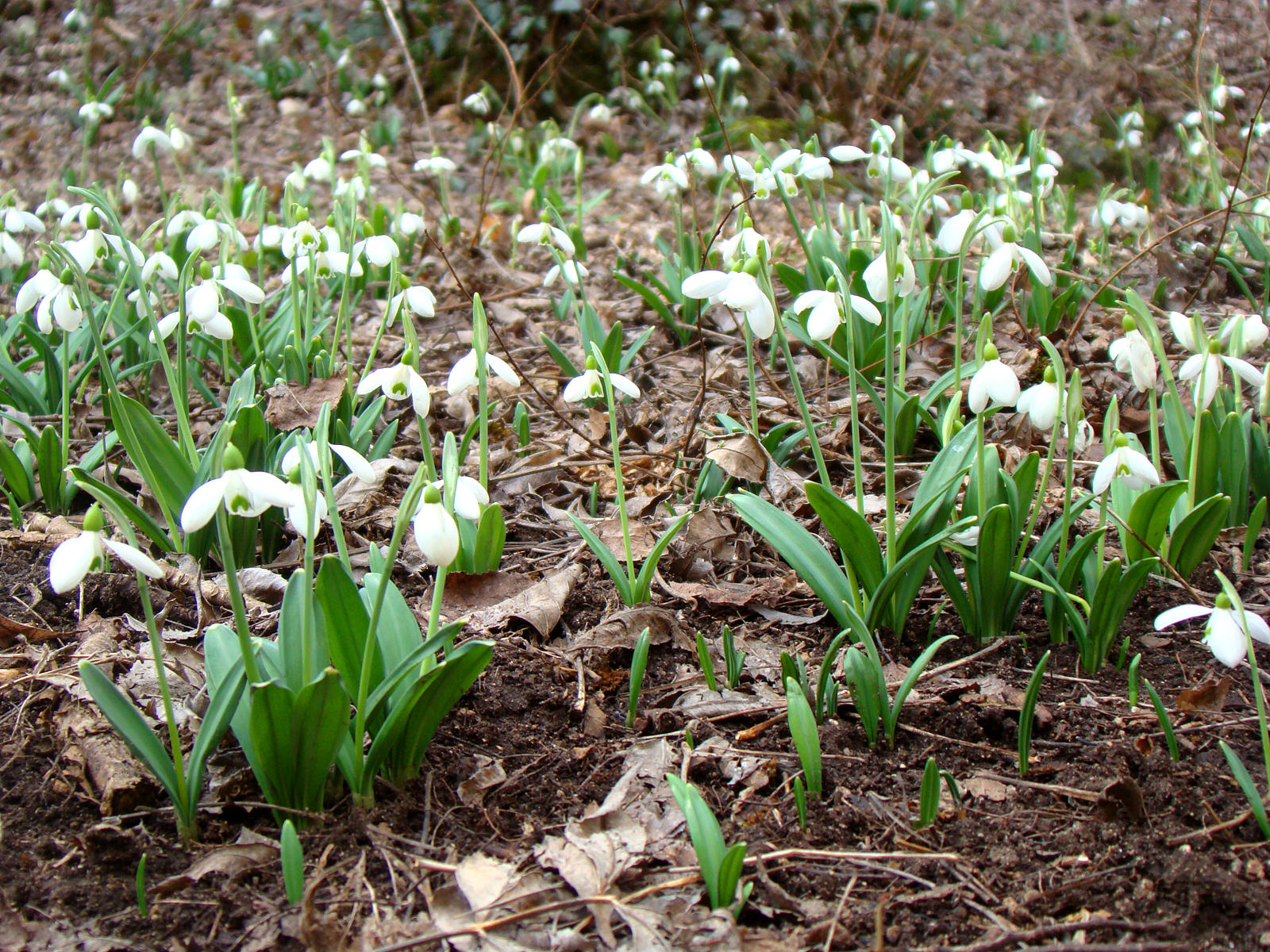 Чайная беседка