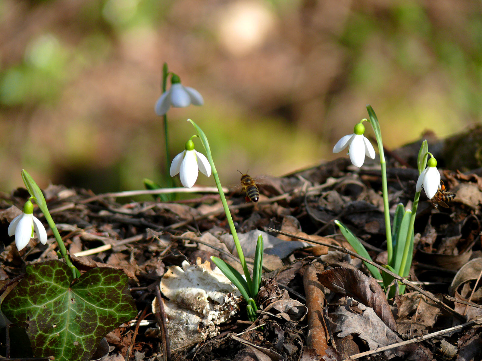 Чайная беседка