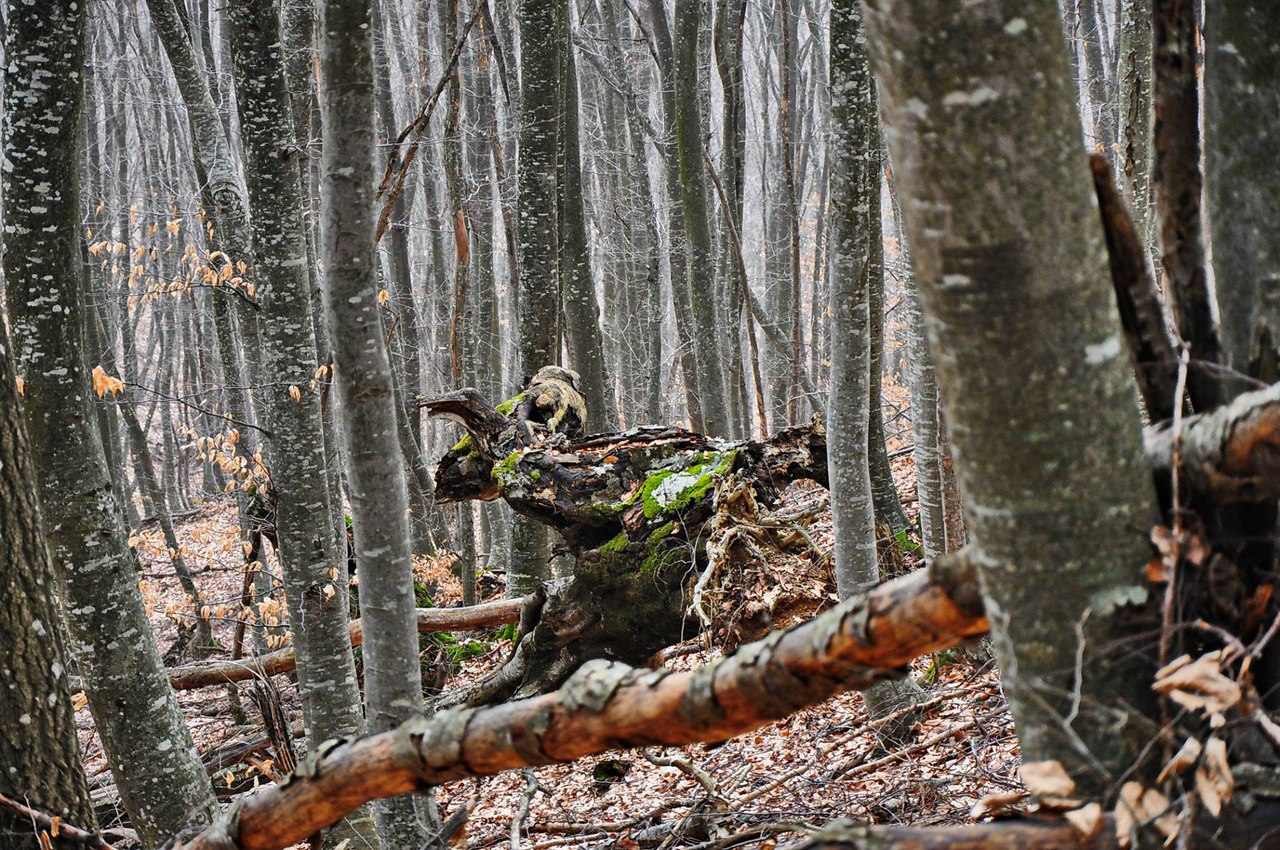 Чайная беседка