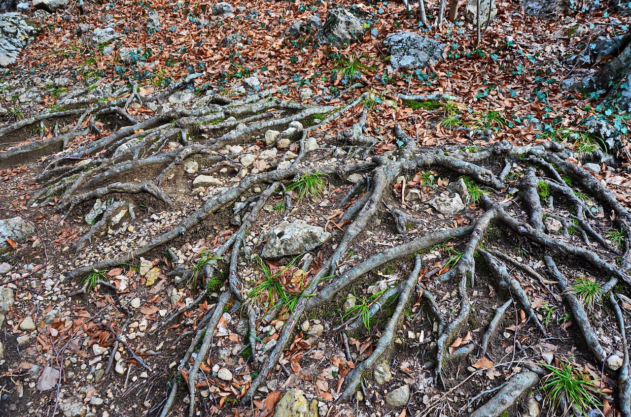 Чайная беседка