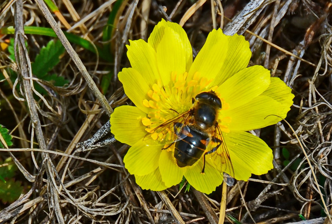 Чайная беседка