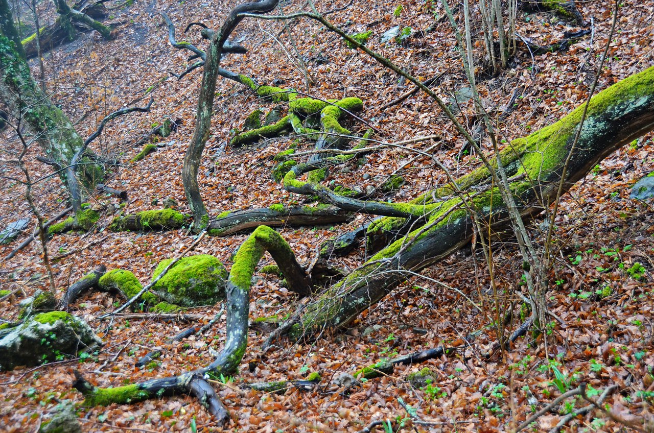 Чайная беседка
