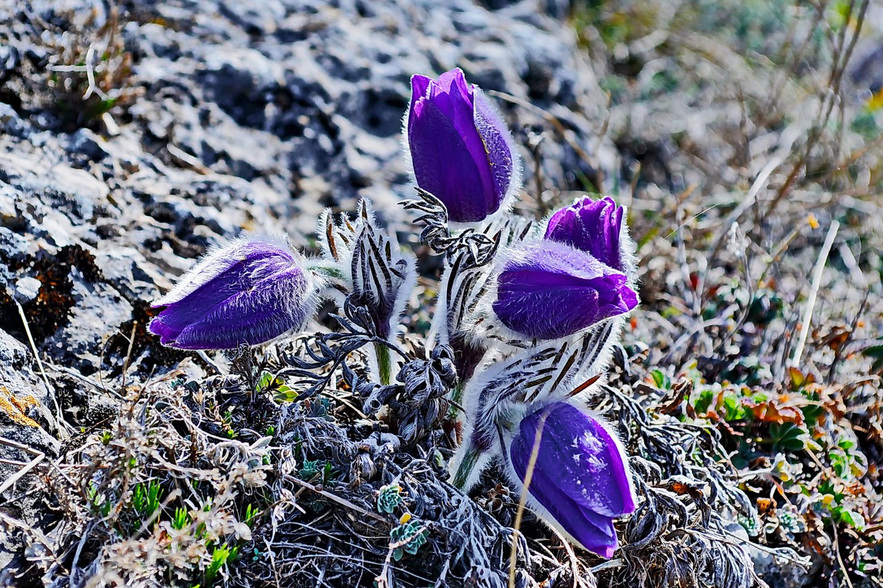 Чайная беседка