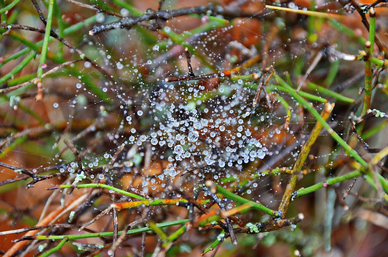 Чайная беседка