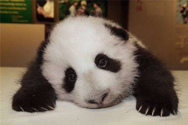 Спартак против ЦСКА