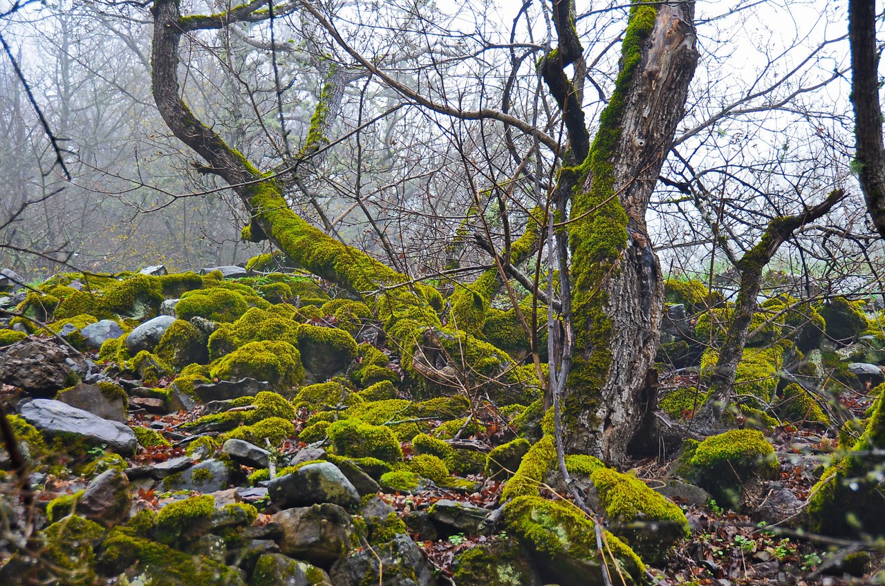 Чайная беседка