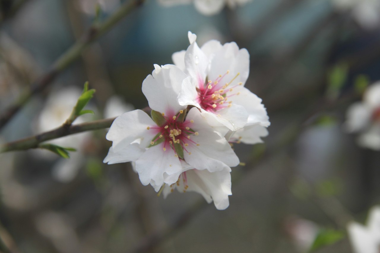 Чайная беседка