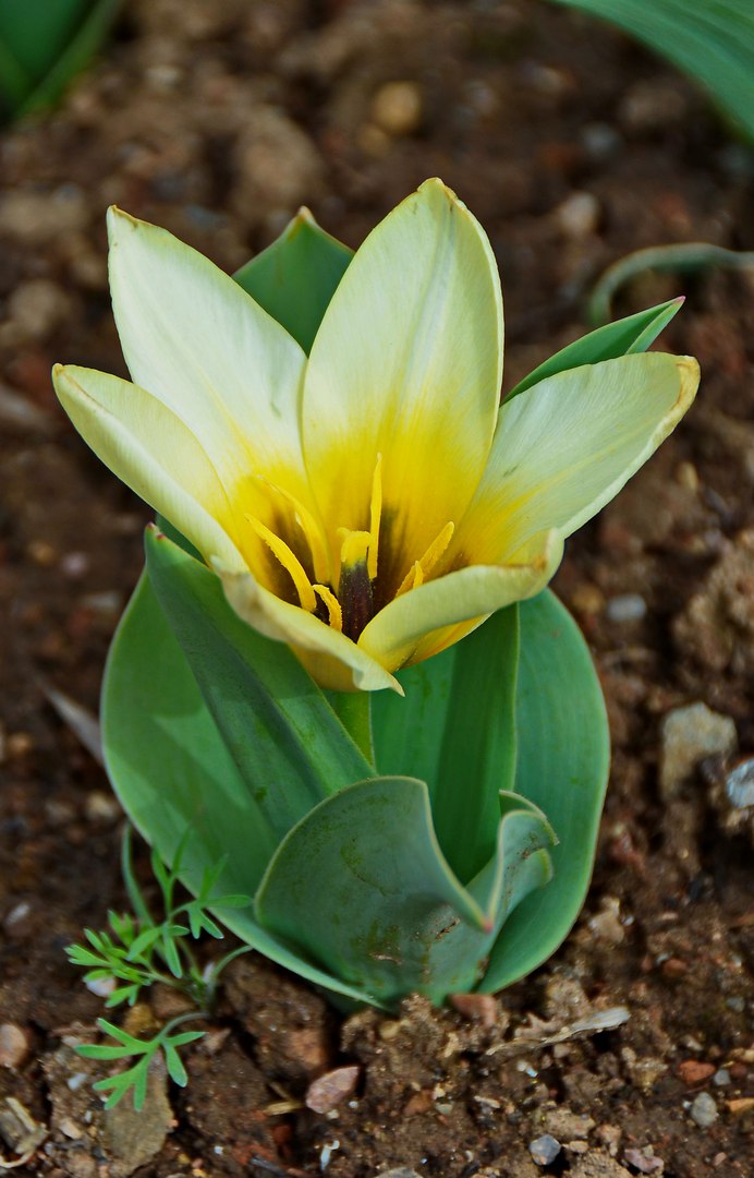 Чайная беседка