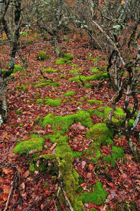 Чайная беседка