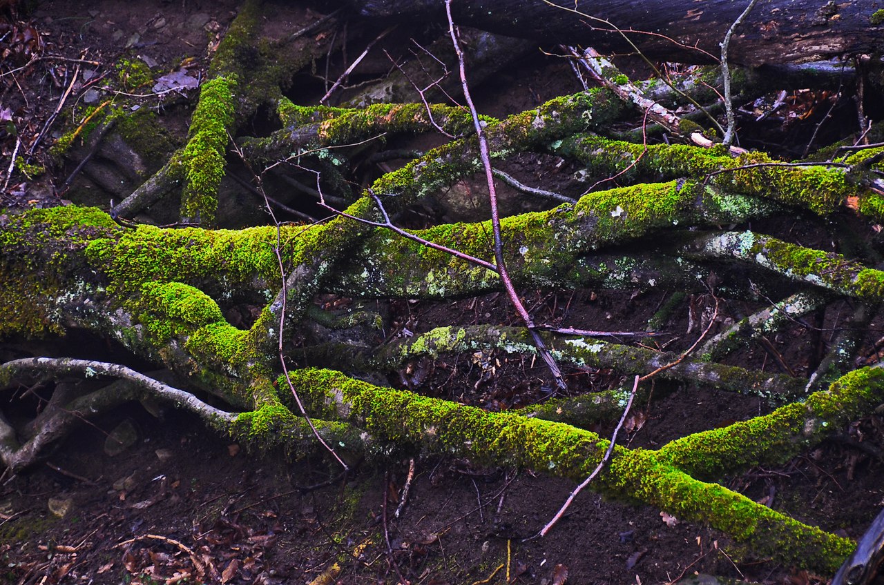 Чайная беседка