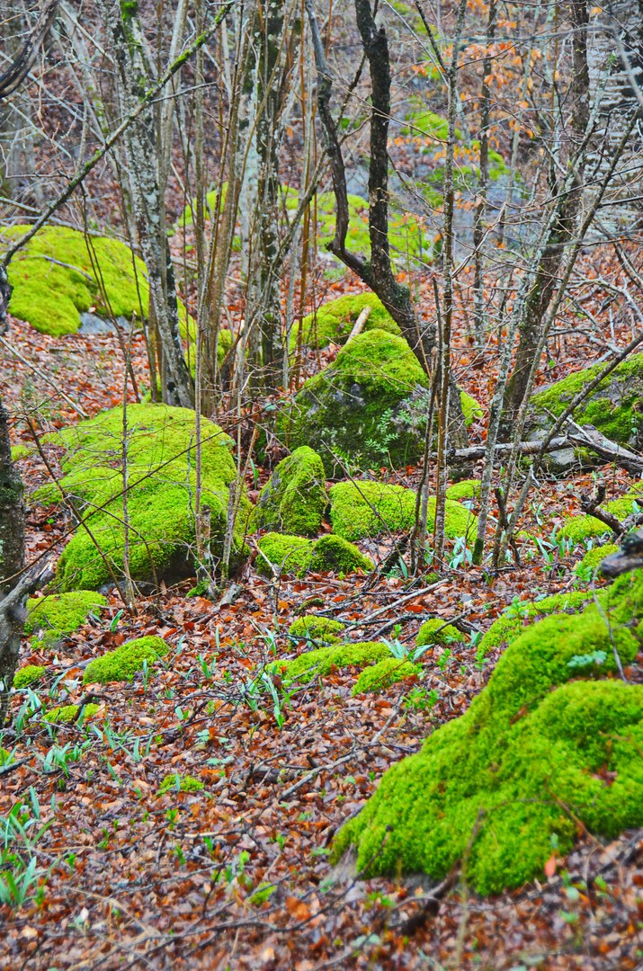Чайная беседка