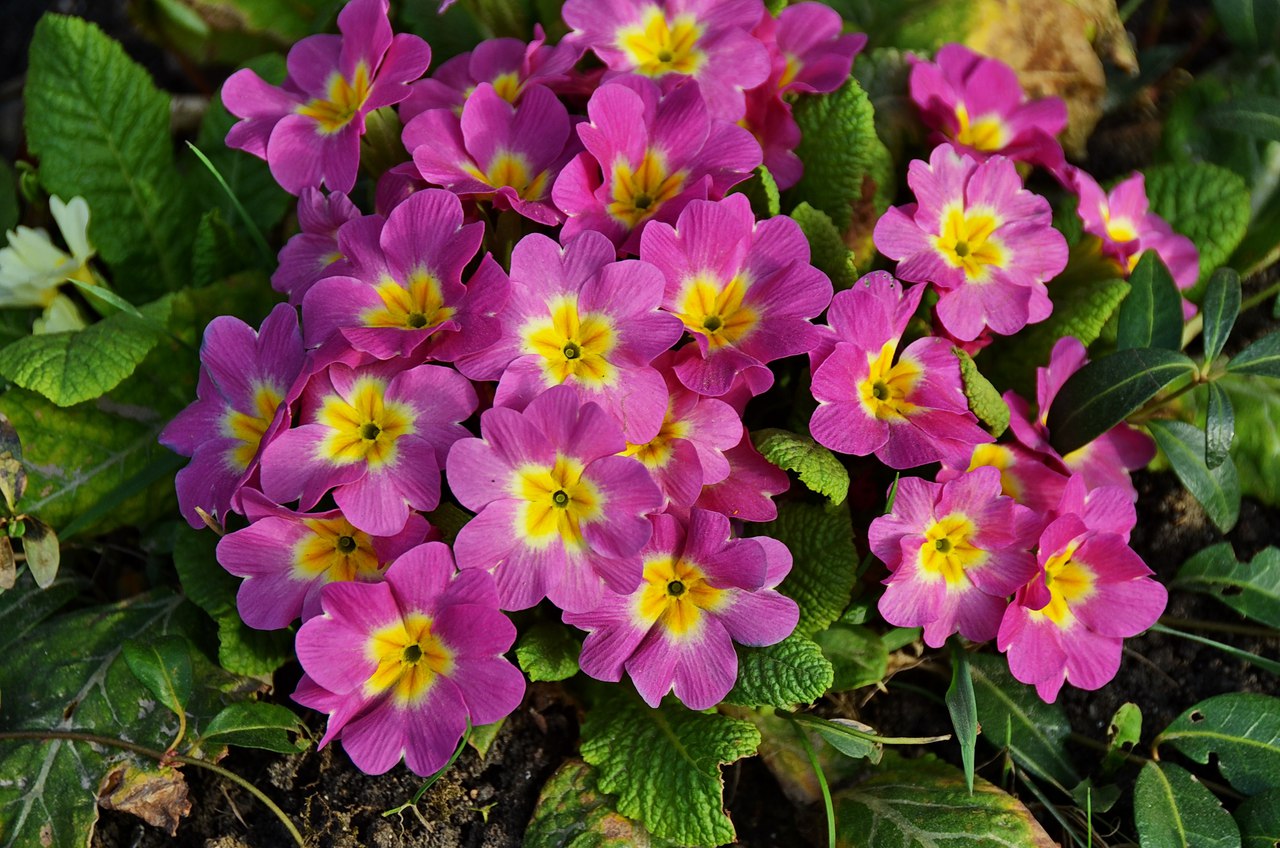 Чайная беседка