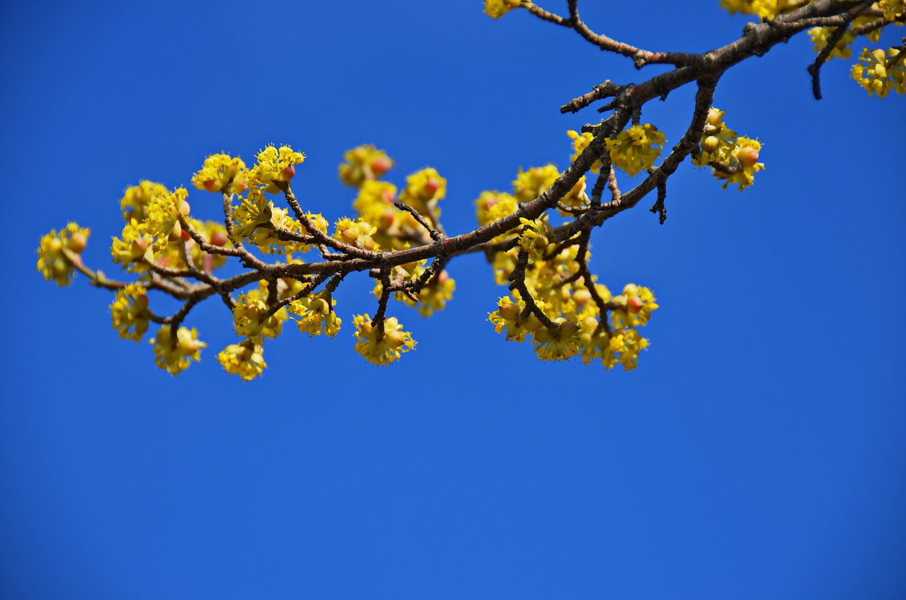 Чайная беседка