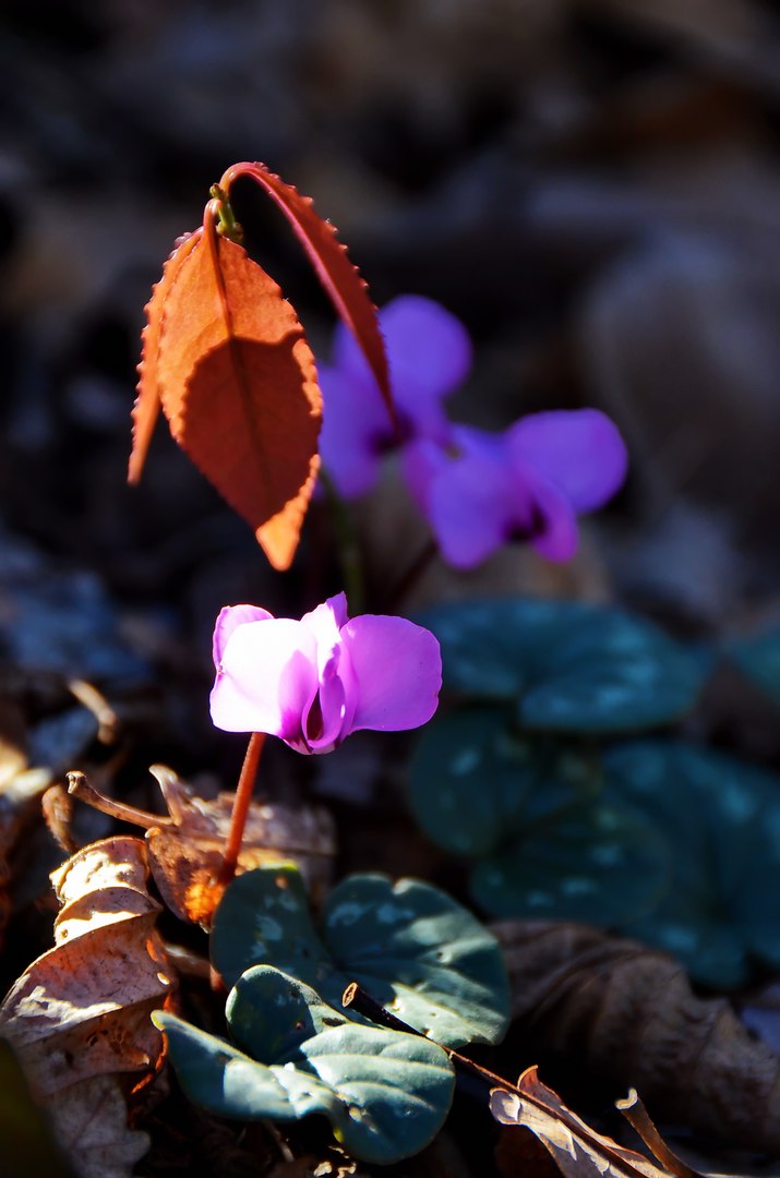 Чайная беседка