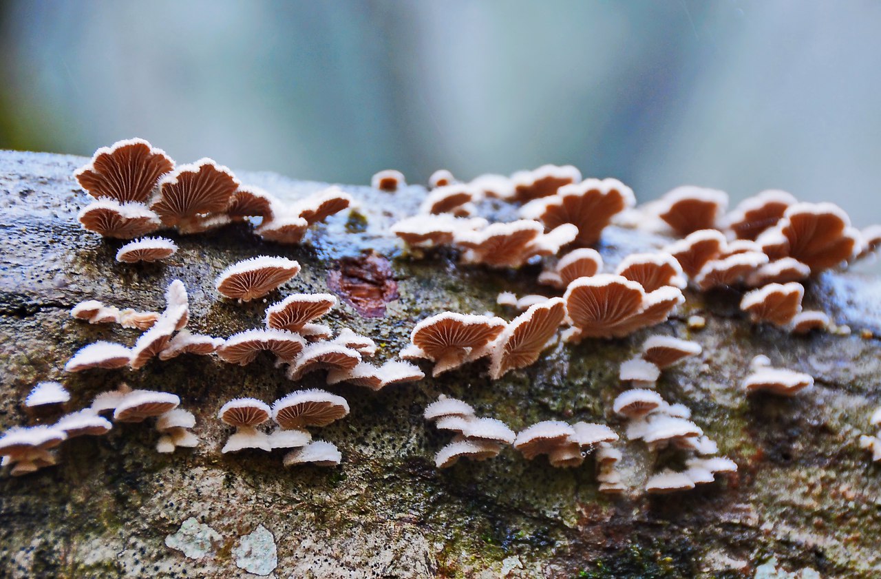 Чайная беседка