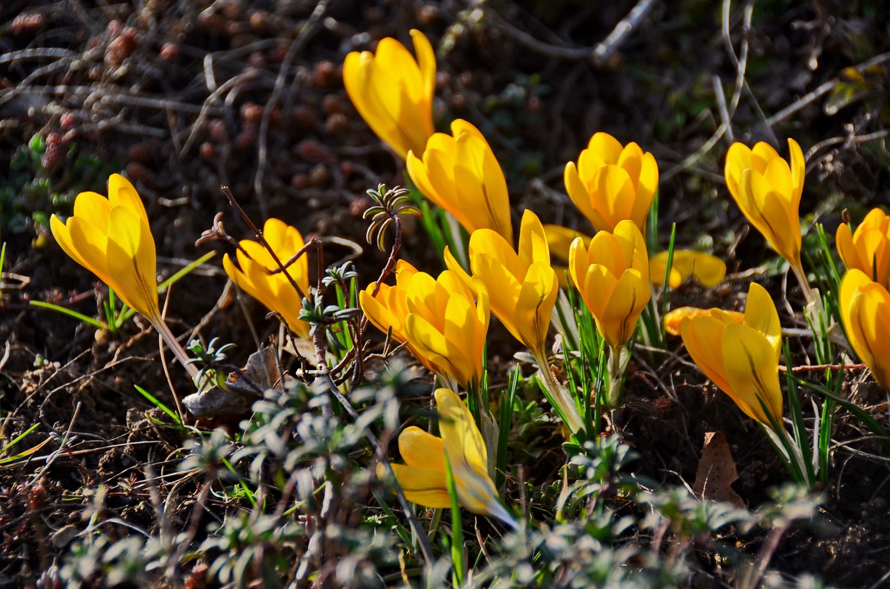 Чайная беседка