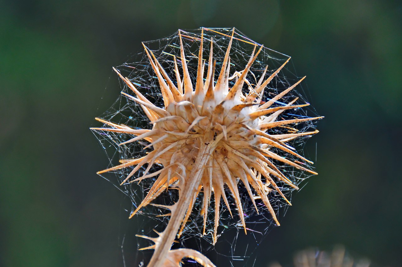 Чайная беседка