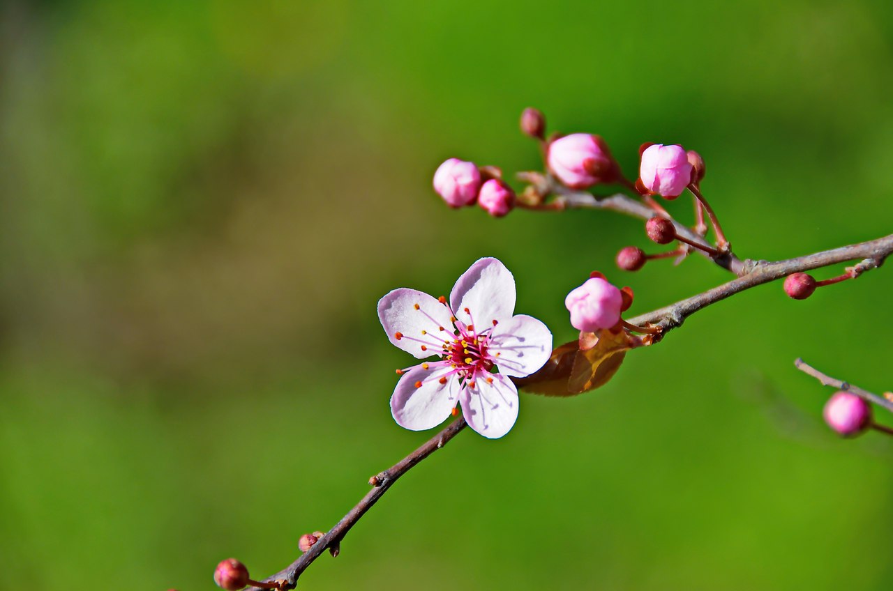Чайная беседка