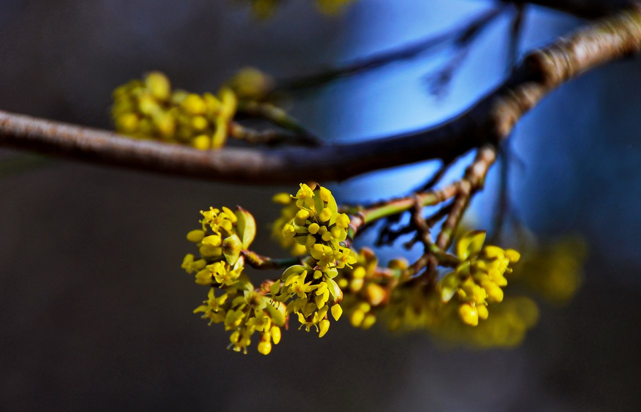 Чайная беседка