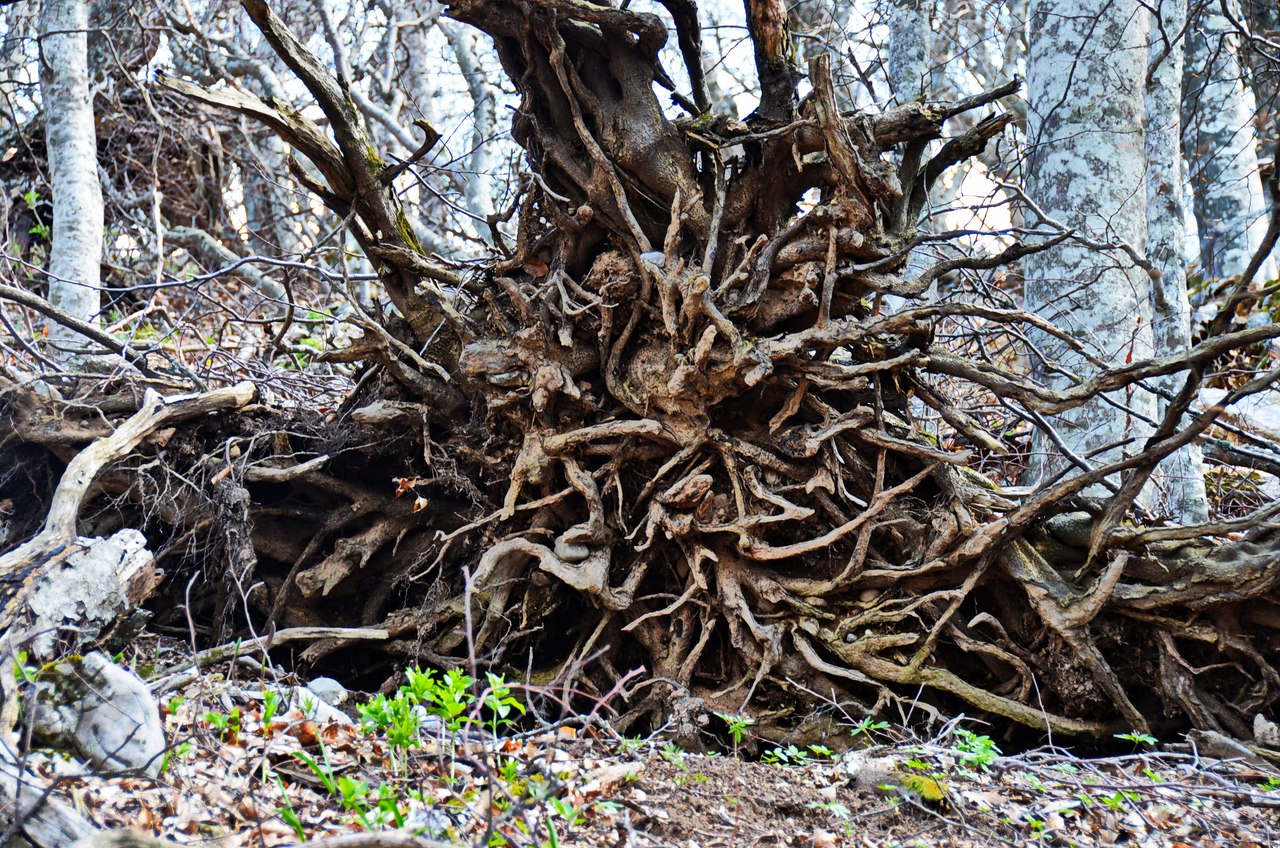 Чайная беседка
