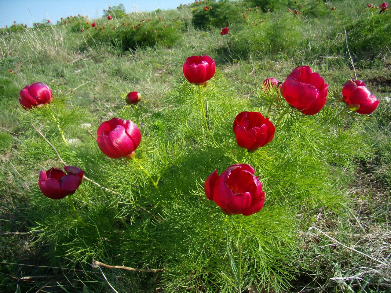 Чайная беседка