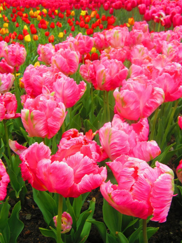 Чайная беседка