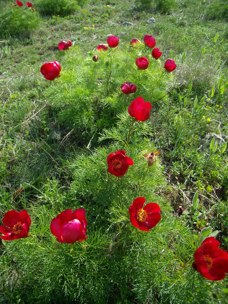 Чайная беседка