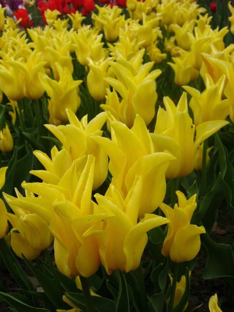 Чайная беседка