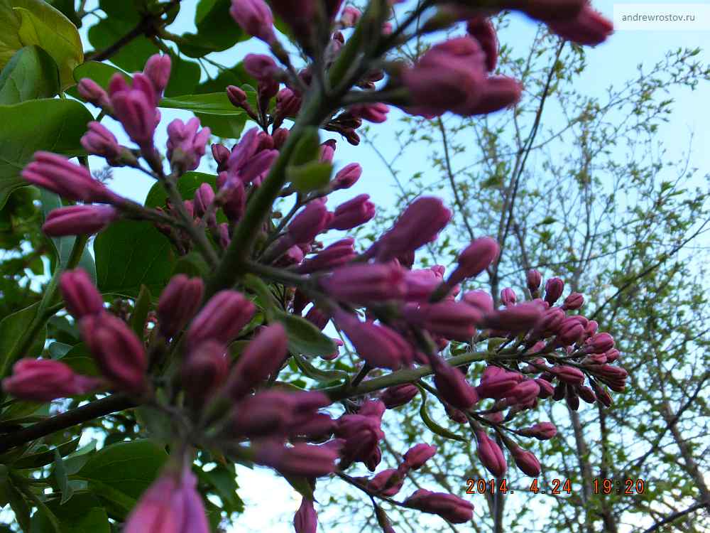 Чайная беседка