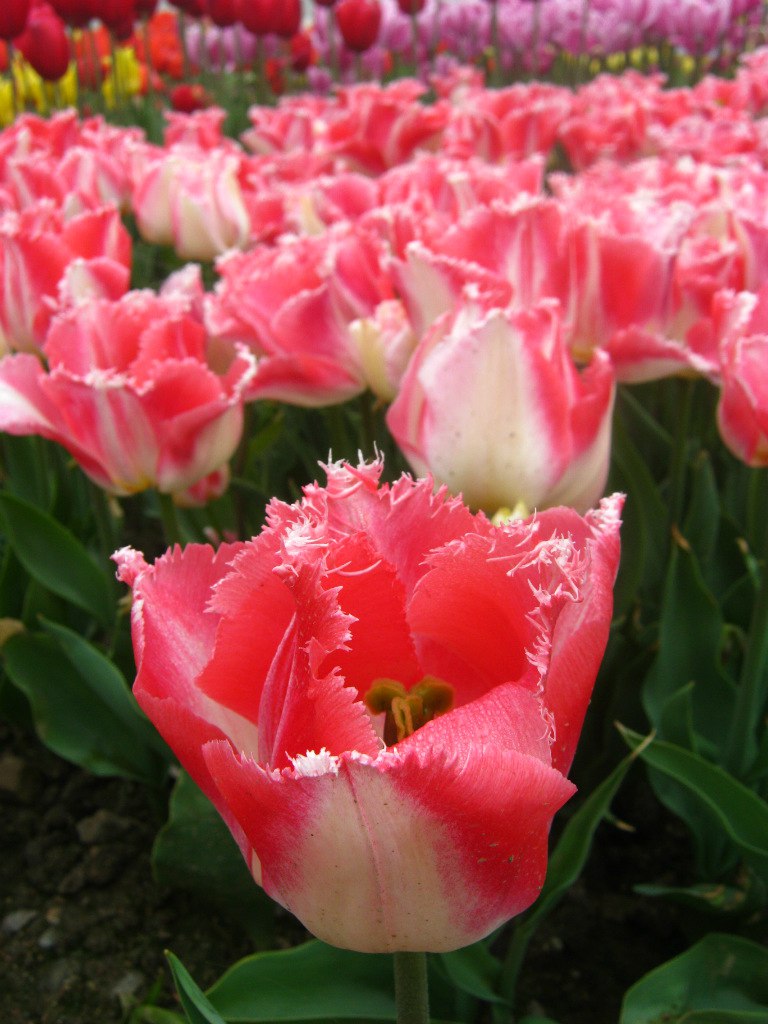 Чайная беседка