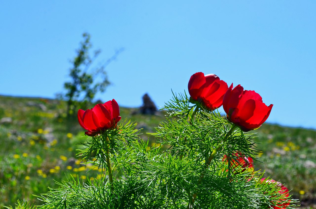 Чайная беседка