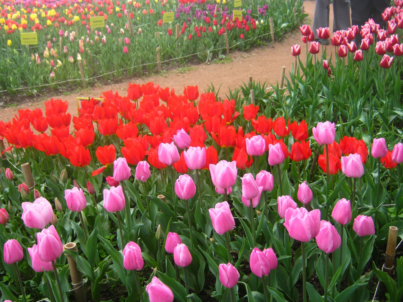 Чайная беседка